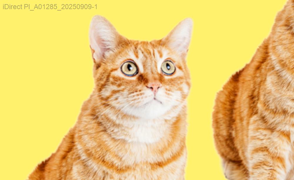 「寵物變身秀！2023年最佳寵物美容店大公開，專業又能讓你笑翻！」